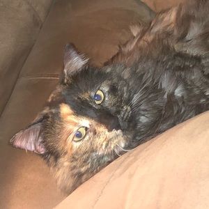 Meet your Posher, Courtney